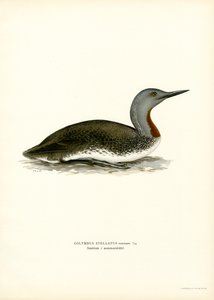 Roodkeelduiker door Magnus Ferdinand and Wilhelm von Wright