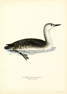 Roodkeelduiker door Magnus Ferdinand and Wilhelm von Wright