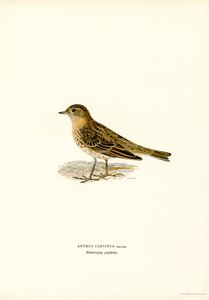 Roodkeelpieper