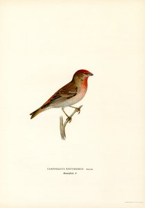 Roodmus