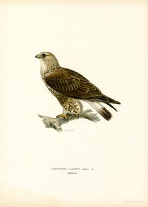 Ruigpootbuizerd