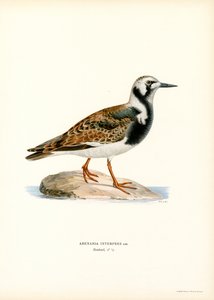 Steenloper (kleur litho) door Magnus Ferdinand and Wilhelm von Wright
