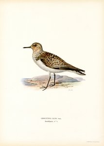 Drieteenstrandloper