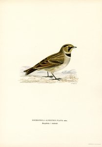 Strandleeuwerik