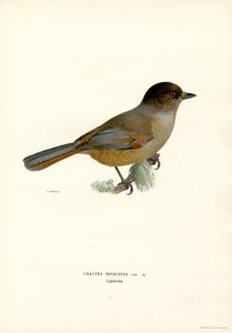 Siberische Gaai door Magnus Ferdinand and Wilhelm von Wright