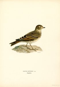 Veldleeuwerik