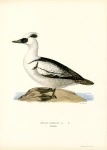 Nonnetje