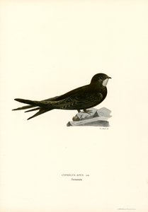 Gierzwaluw