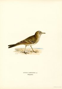 Duinpieper