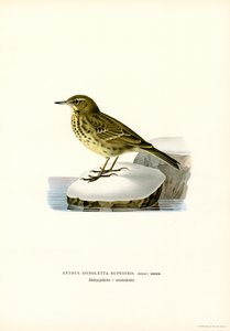 Waterpieper door Magnus Ferdinand and Wilhelm von Wright