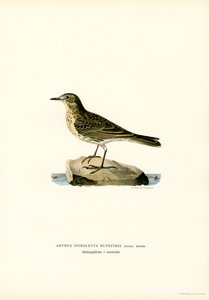 Waterpieper door Magnus Ferdinand and Wilhelm von Wright
