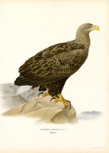 Zeearend