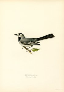 Witte Kwikstaart