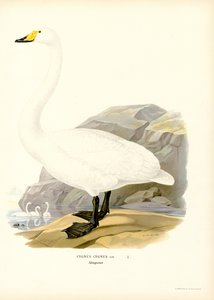 Wilde Zwaan