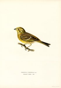 Geelgors (Emberiza citrinella)