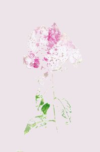 Abstract Roze Bloesem door Maira Ribena