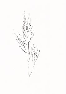Verfijnde botanische tekening door Maira Ribena