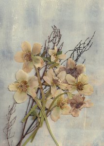 Verfijnde gedroogde bloemen door Maira Ribena