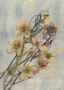 Verfijnde gedroogde bloemen
