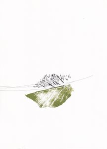 Groene bladeren, kale takken