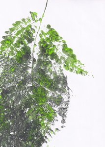 Biologische groene varen