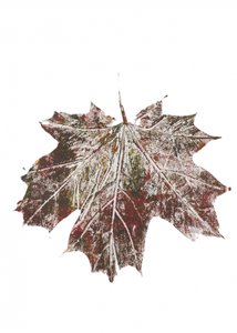 Rustiek herfstblad