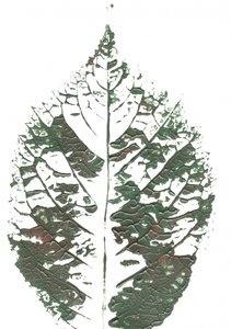 Groen blad met structuur door Maira Ribena