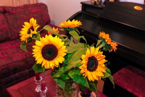 Heldere gele zonnebloemen of Helianthus annuus uit de Andes in Colombia versieren een huis in Bogota door Mano Chandra Dhas