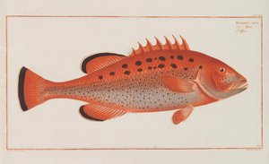 Allgemeine Naturgeschichte der Fische Deutschlands, 1782-1793 door Marcus Élieser Bloch
