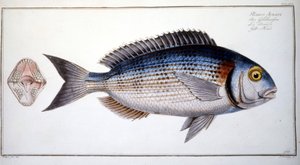 Natuurhistorische plaat: De brasem van Marc Elieser Bloch Ichtyologie Parijs - Berlijn - Londen 1787 door Marcus Élieser Bloch