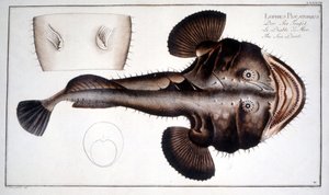 Natuurhistorische plaat: De Lotte naar Marc Elieser Bloch Ichtyologie Parijs - Berlijn - Londen 1787 door Marcus Élieser Bloch