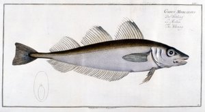 Natuurhistorisch bord: De wijting na Marc Elieser Bloch