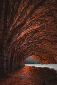Herfstboomtunnel door Marcus Hennen