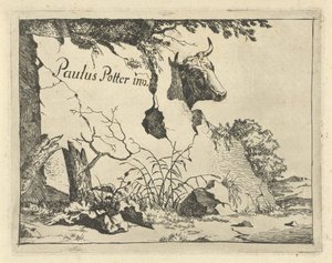 Kop van rund achter rots