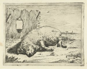 Liggend varken (Runderen en varkens)