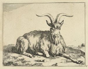 Liggende geit de voorpoot uitgestrekt door Marcus de Bye