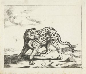 Luipaard, staand naar links, de kop naar rechts door Marcus de Bye