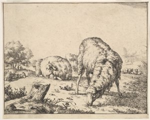 Schapen, uit een set van 16 platen, 1664 door Marcus de Bye