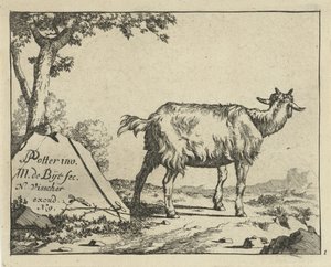 Staande geit van achter gezien