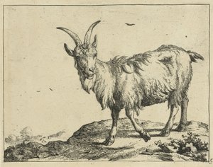 Staande geit van voren door Marcus de Bye