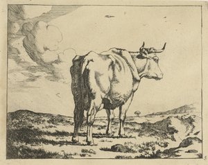 Staande koe, van achter gezien