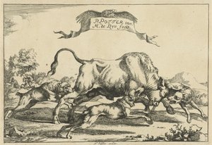 Stier aangevallen door drie jachthonden