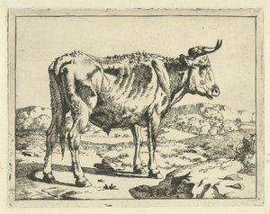 Stier staand bij rots door Marcus de Bye