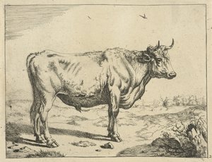 Stier, staand naar rechts, met vogels door Marcus de Bye