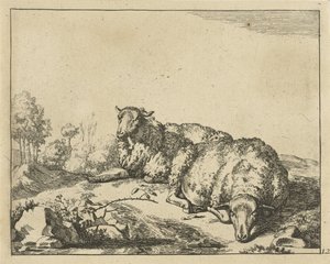 Twee schapen liggend bij bramentak