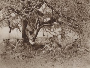 Klimmen leeuwen in bomen?, het antwoord van de camera door Marcuswell Maxwell