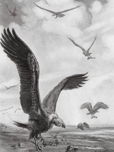 Gieren die de ledematen van de doden dragen (litho) door Margaret (after) Dovaston
