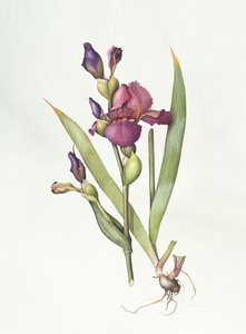 Iris door Margaret Ann Eden