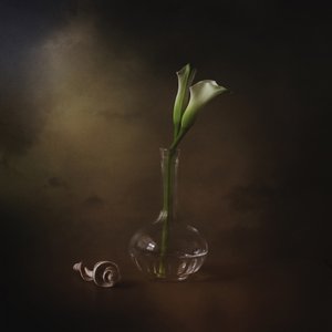 Elegante calla