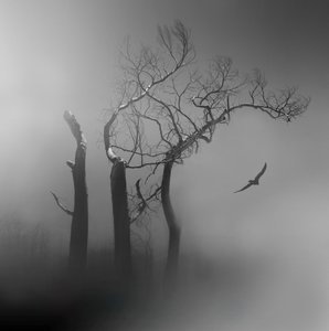 Lone Bird Misty Trees